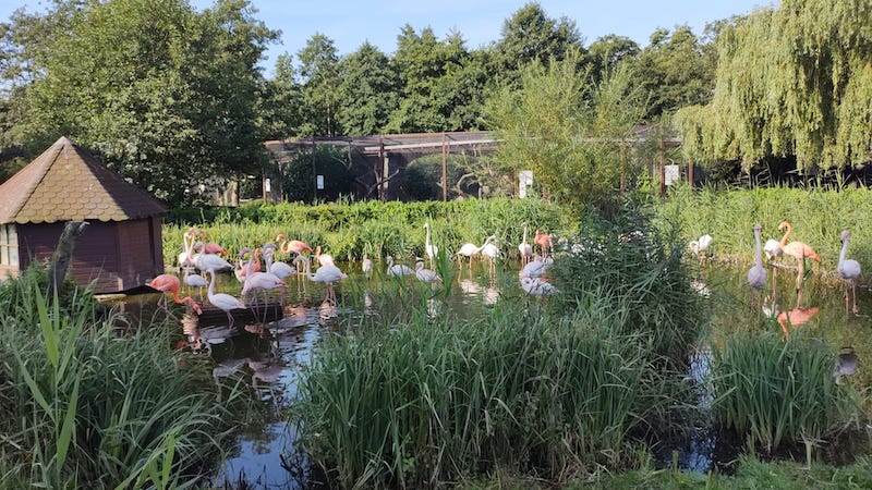 Im Teich ein Gruppe Flamingos